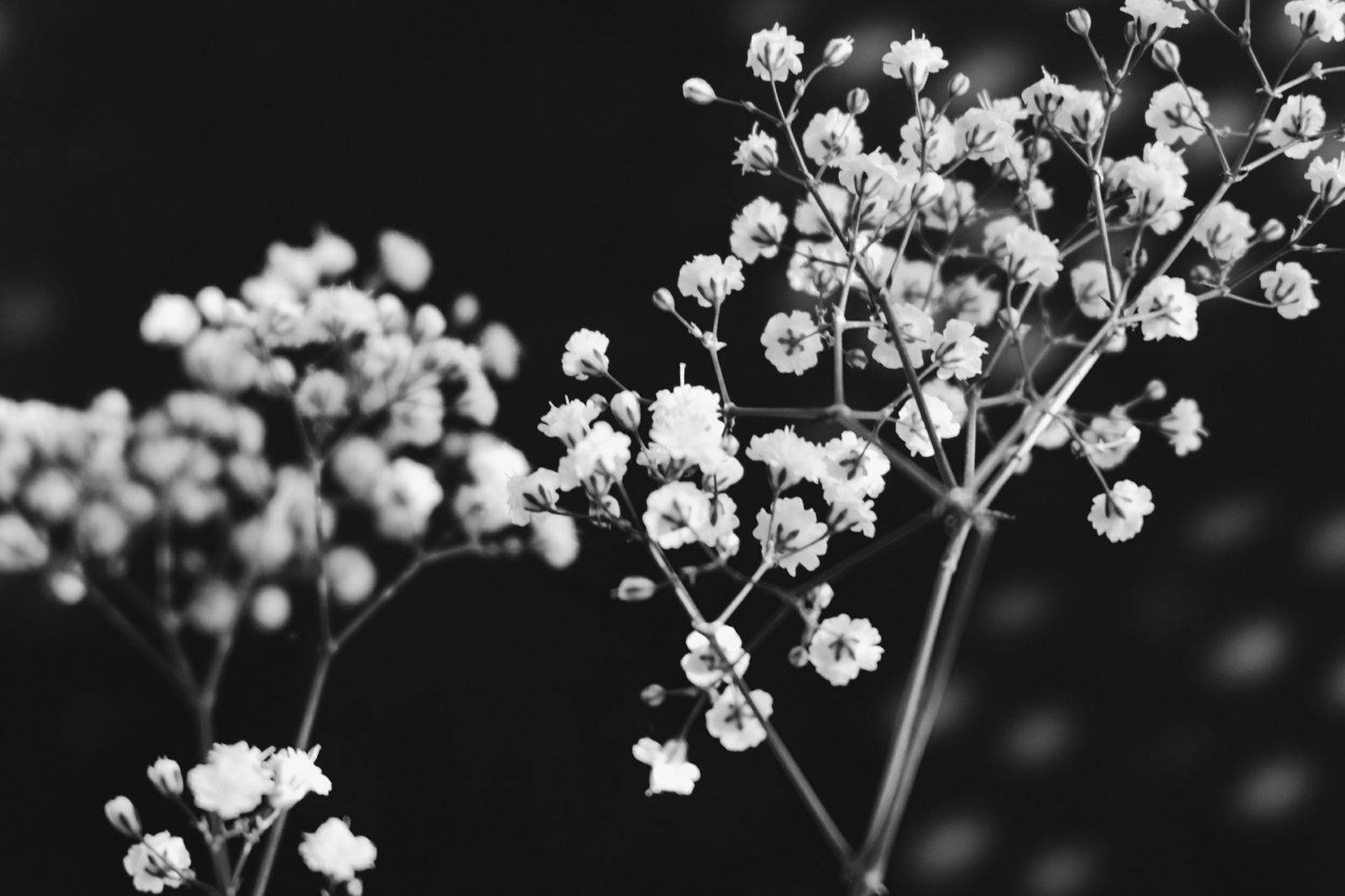 White Flower Grayscale