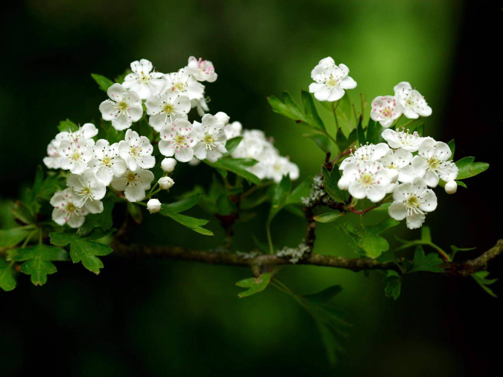 White Flower Hawthorne