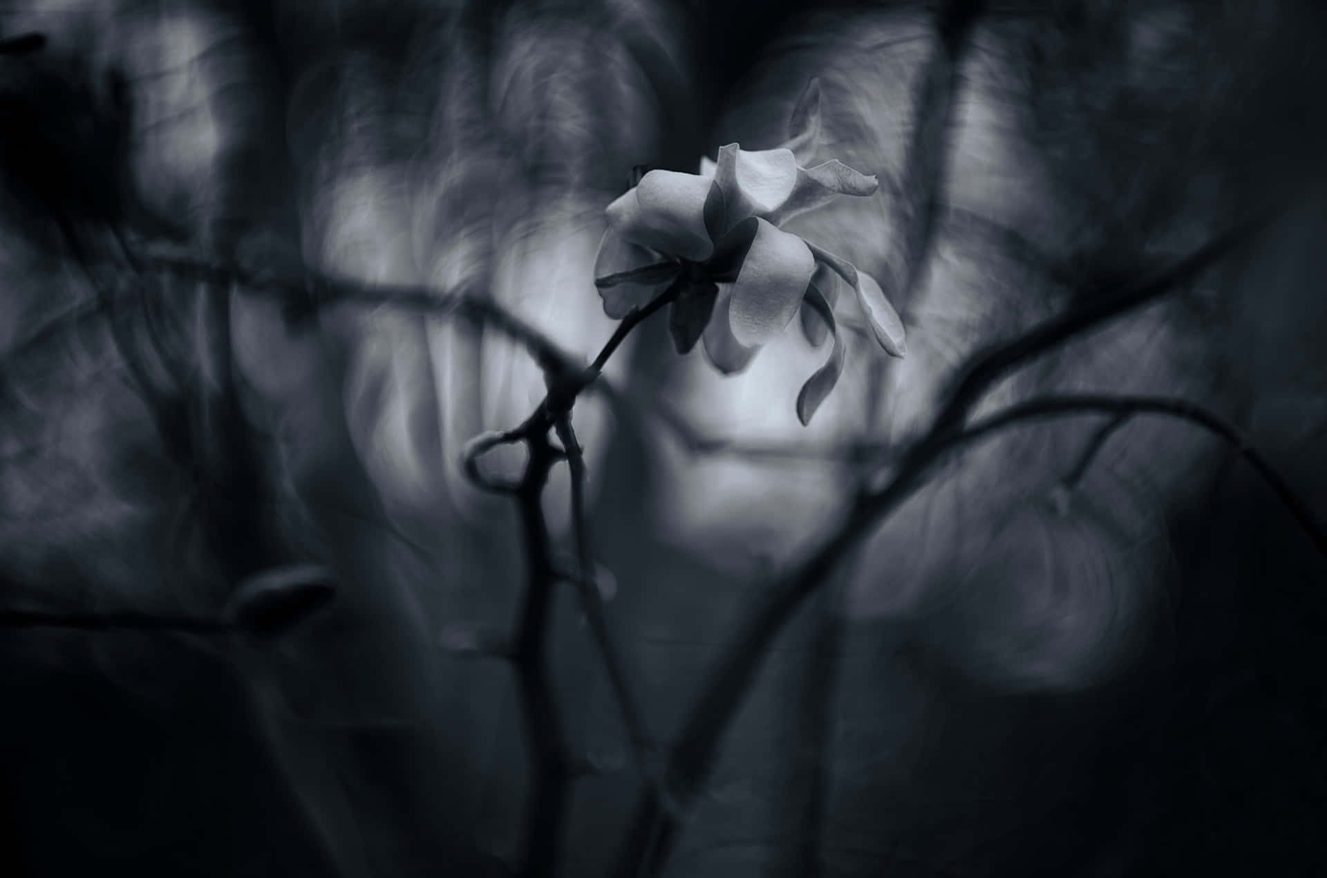 White Flower In Obscure Forest Background