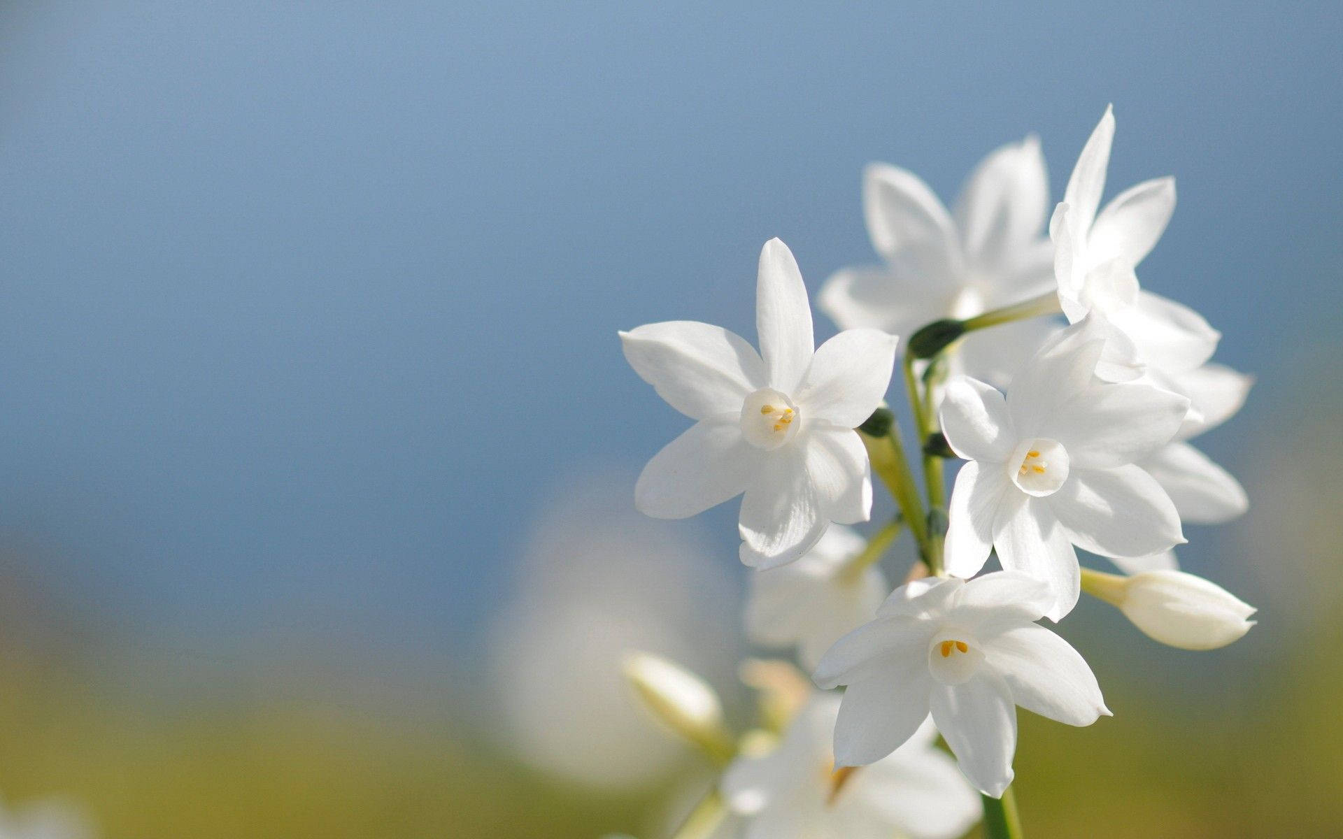 White Flower Jasmine