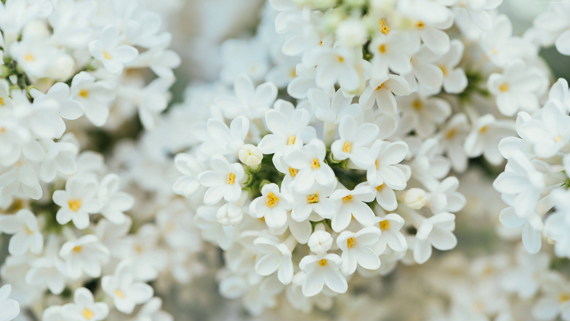 White Flower Lilac