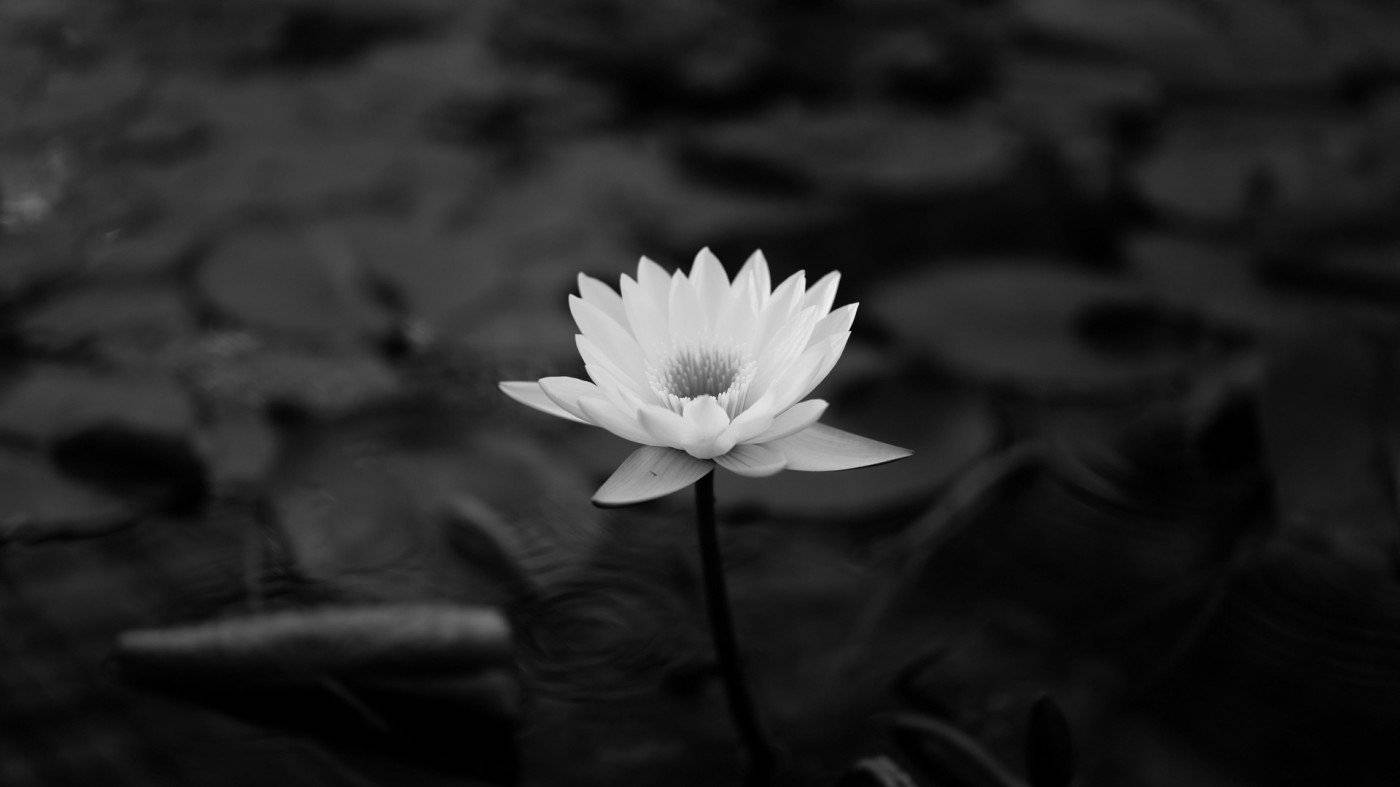 White Flower Lily