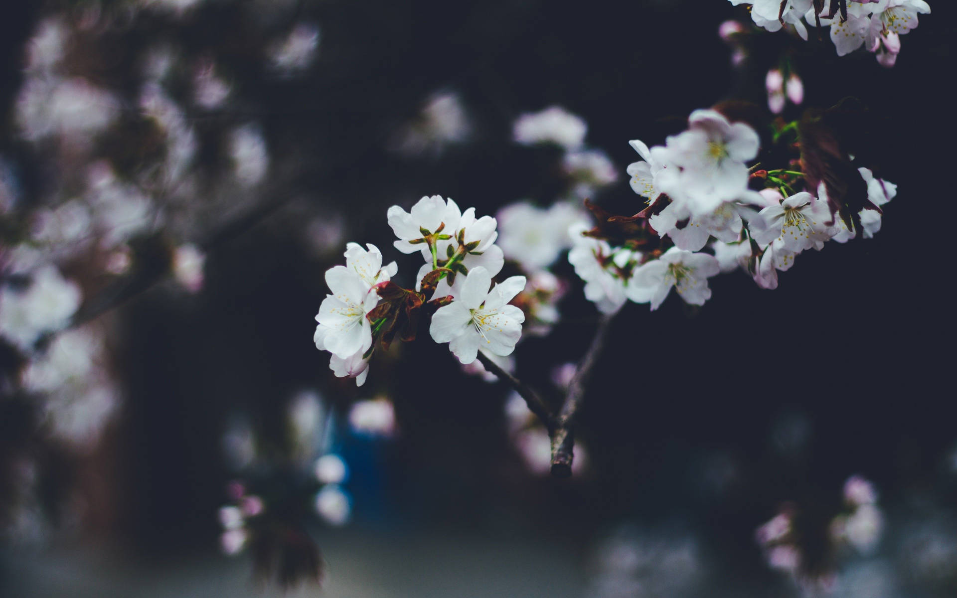 White Flower Night