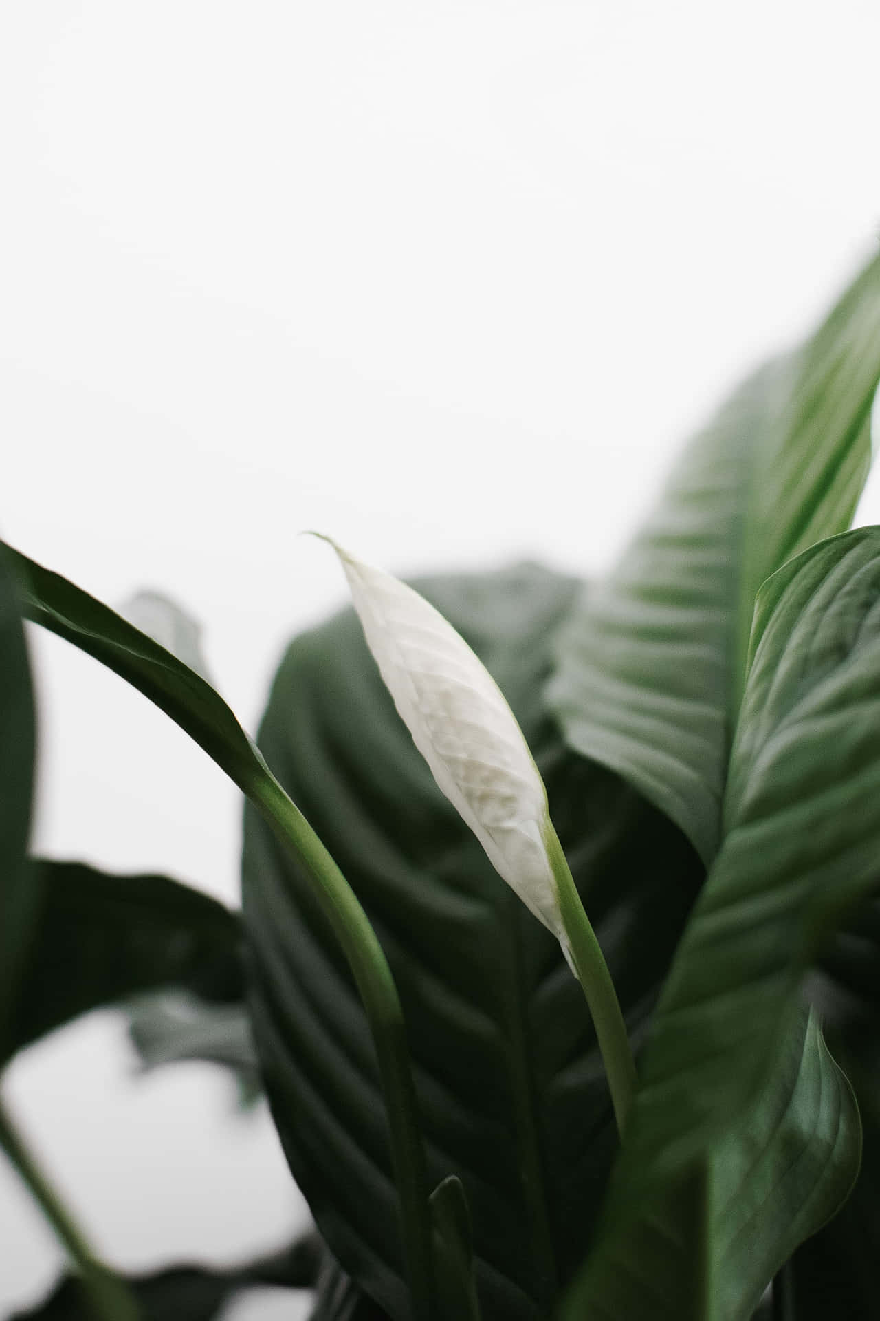 White Flower On A Plant With Green Leaves Background