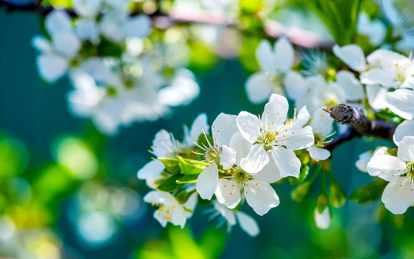 White Flower On Branch