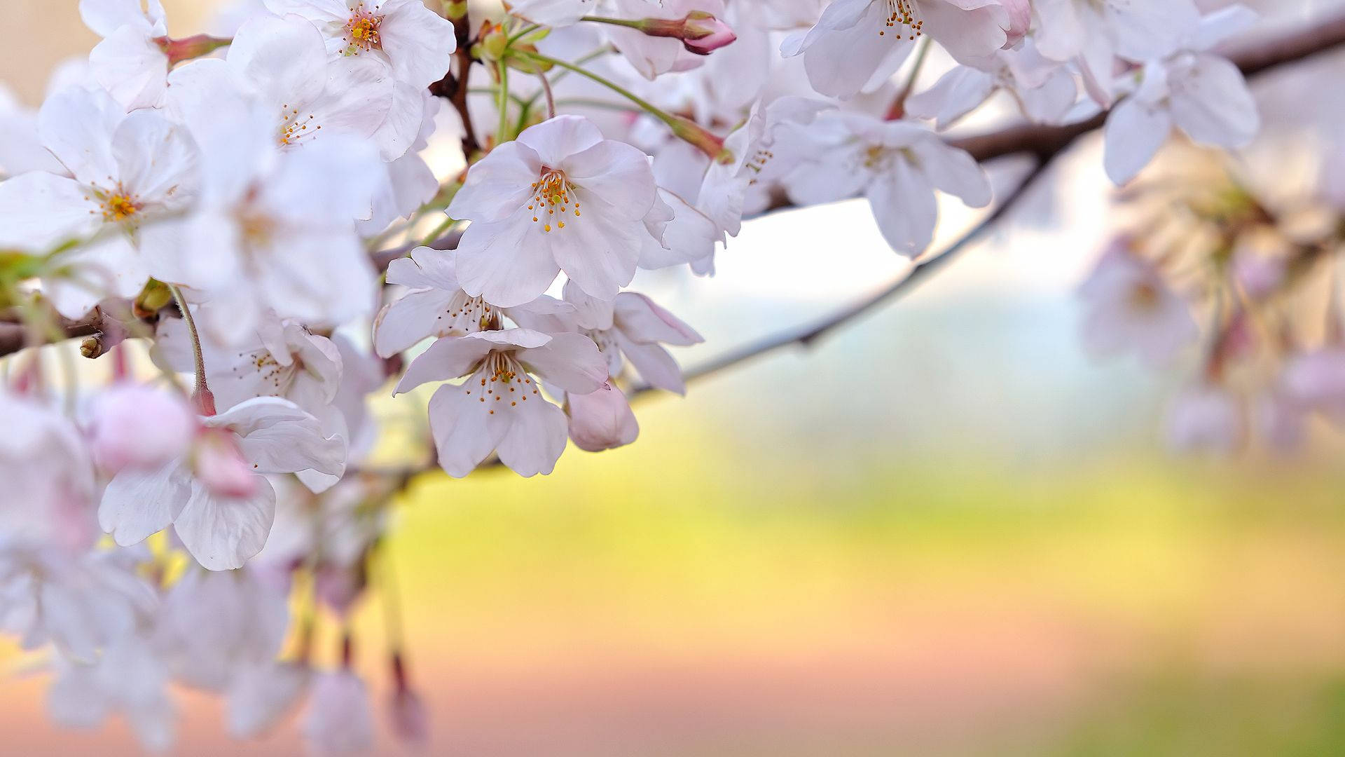 White Flower Pink Backdrop