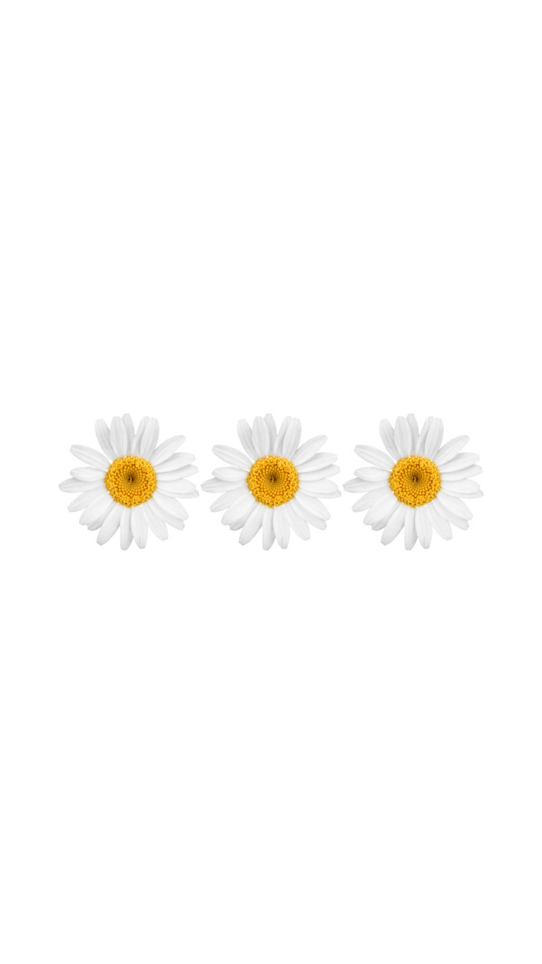 White Flower Pins For Iphone Background