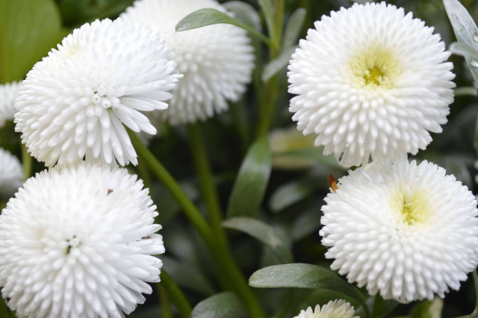 White Flower Pompom Daisy