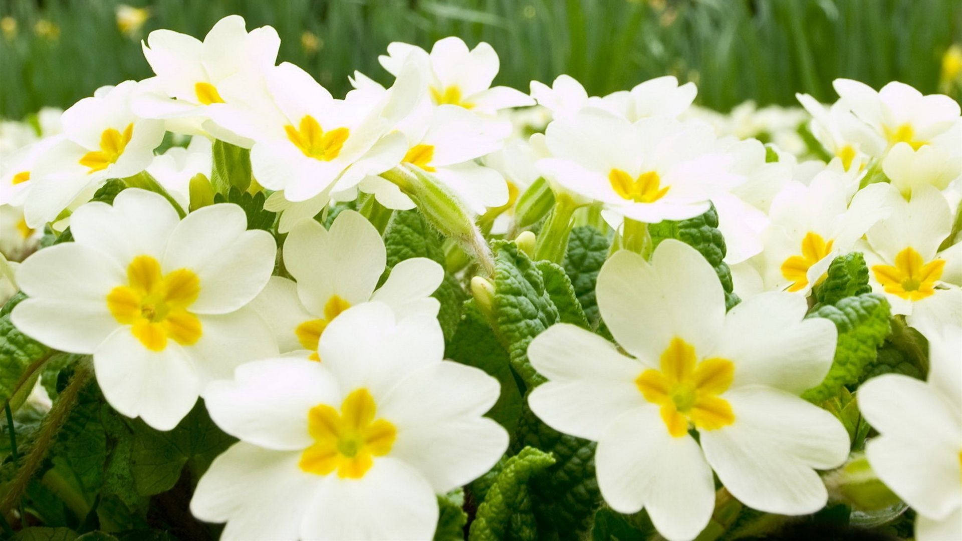 White Flower Primrose