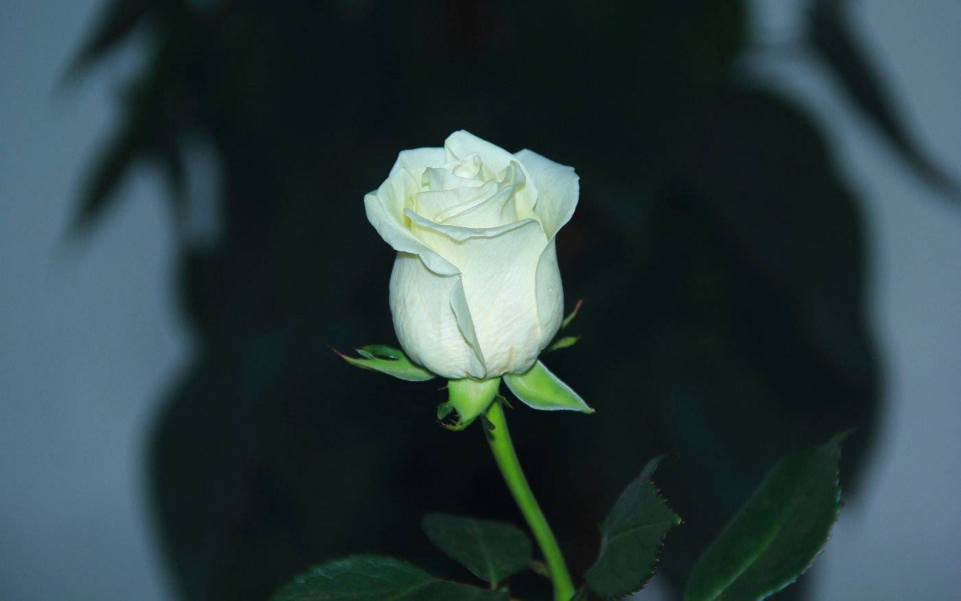 White Flower Rose