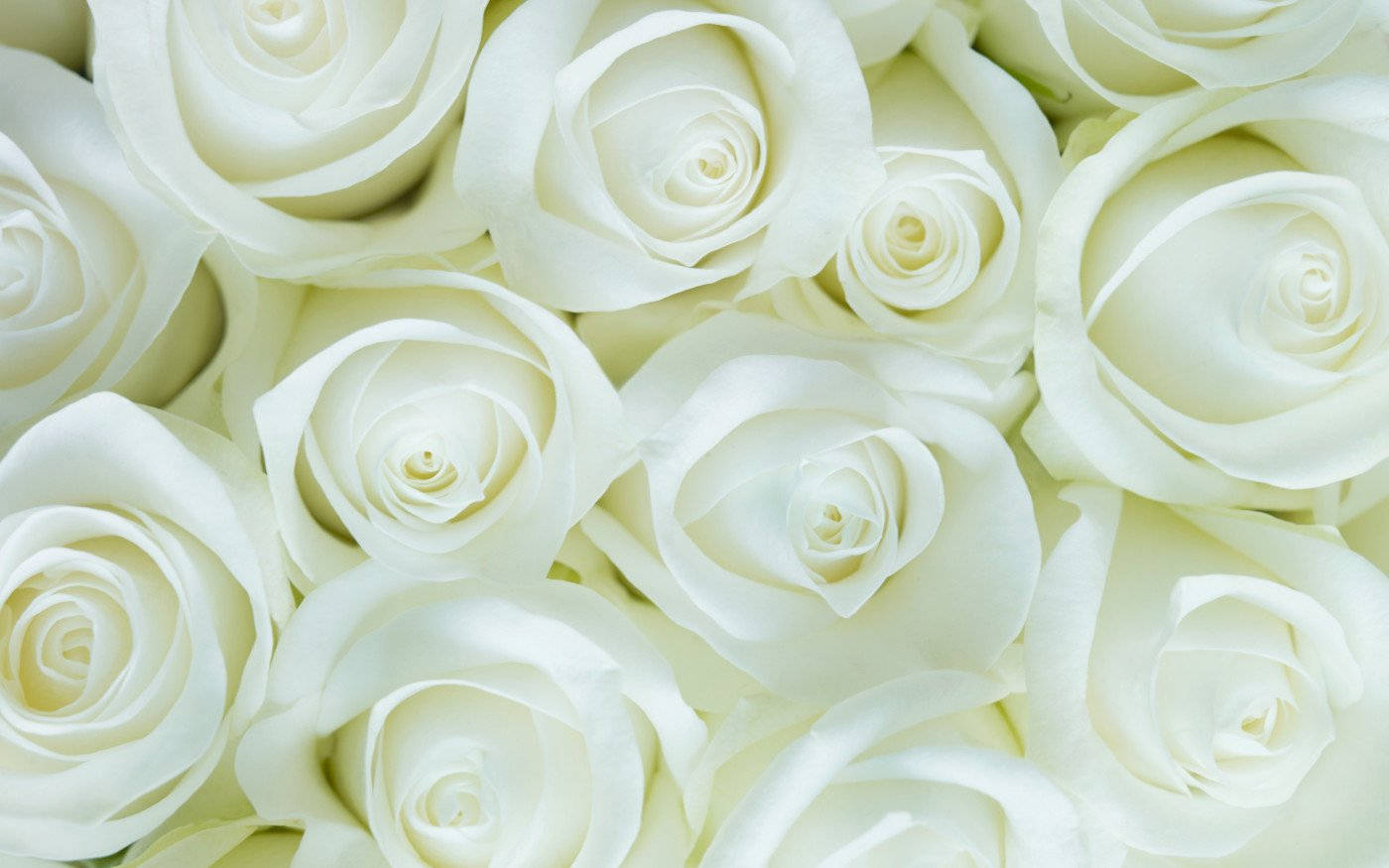 White Flower Roses