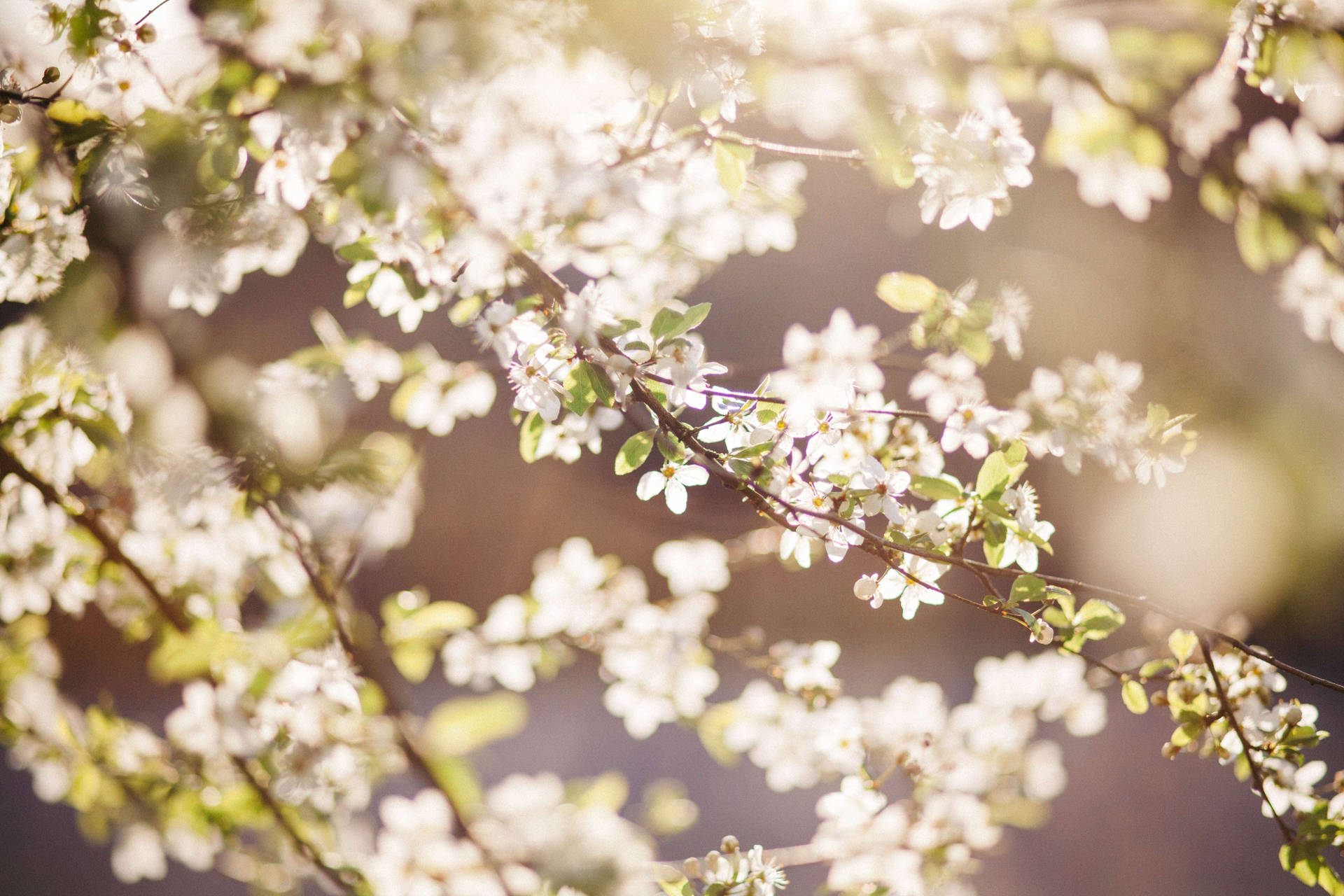 White Flower Sakura