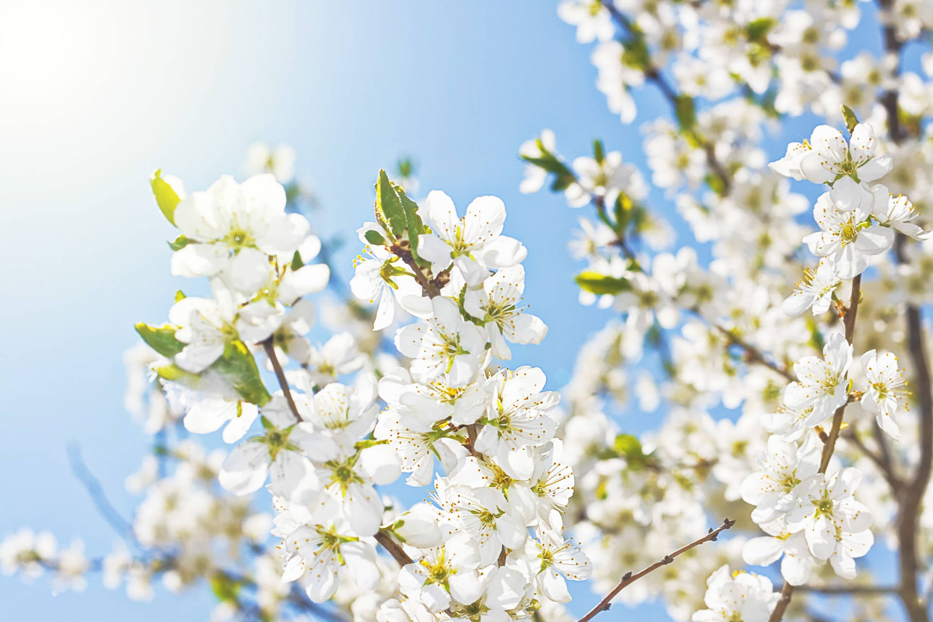 White Flower Sun Background