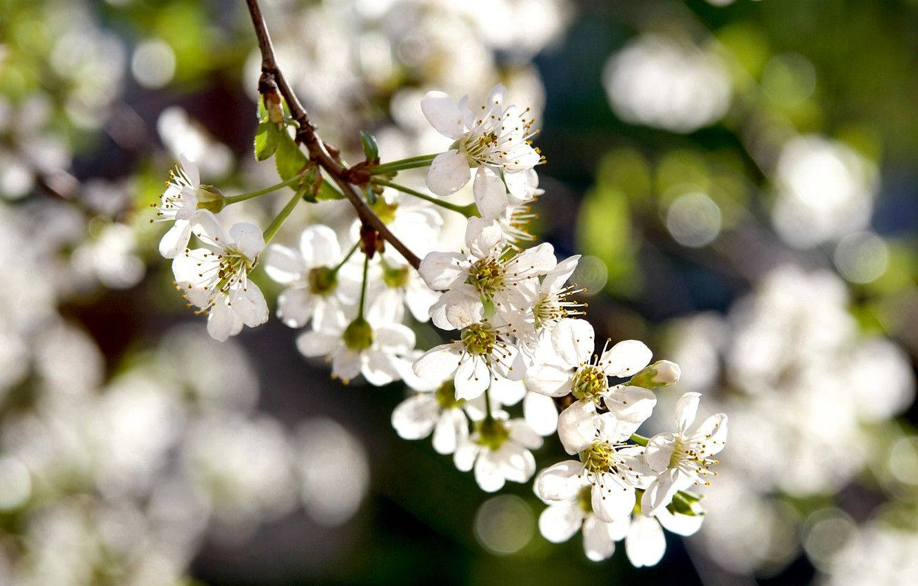 White Flower Sunny Day