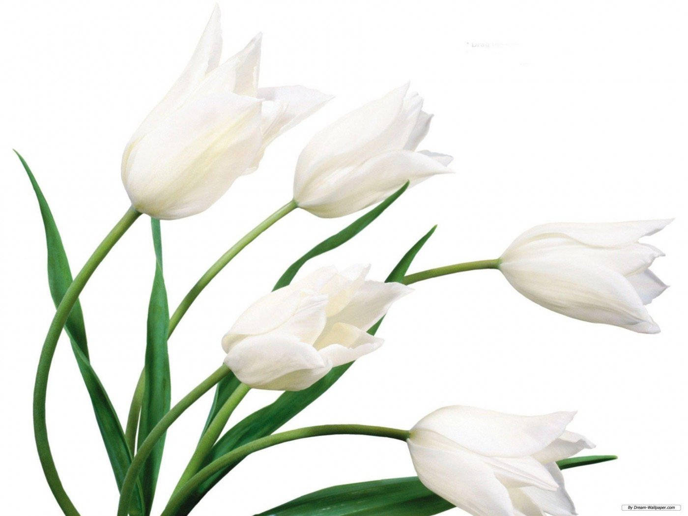 White Flower Tulips