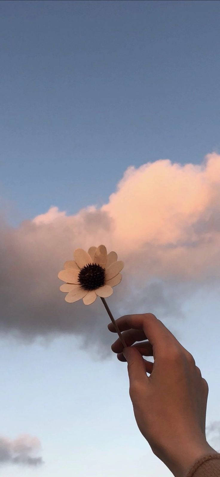 White Flower Under Blue Skies Iphone Background