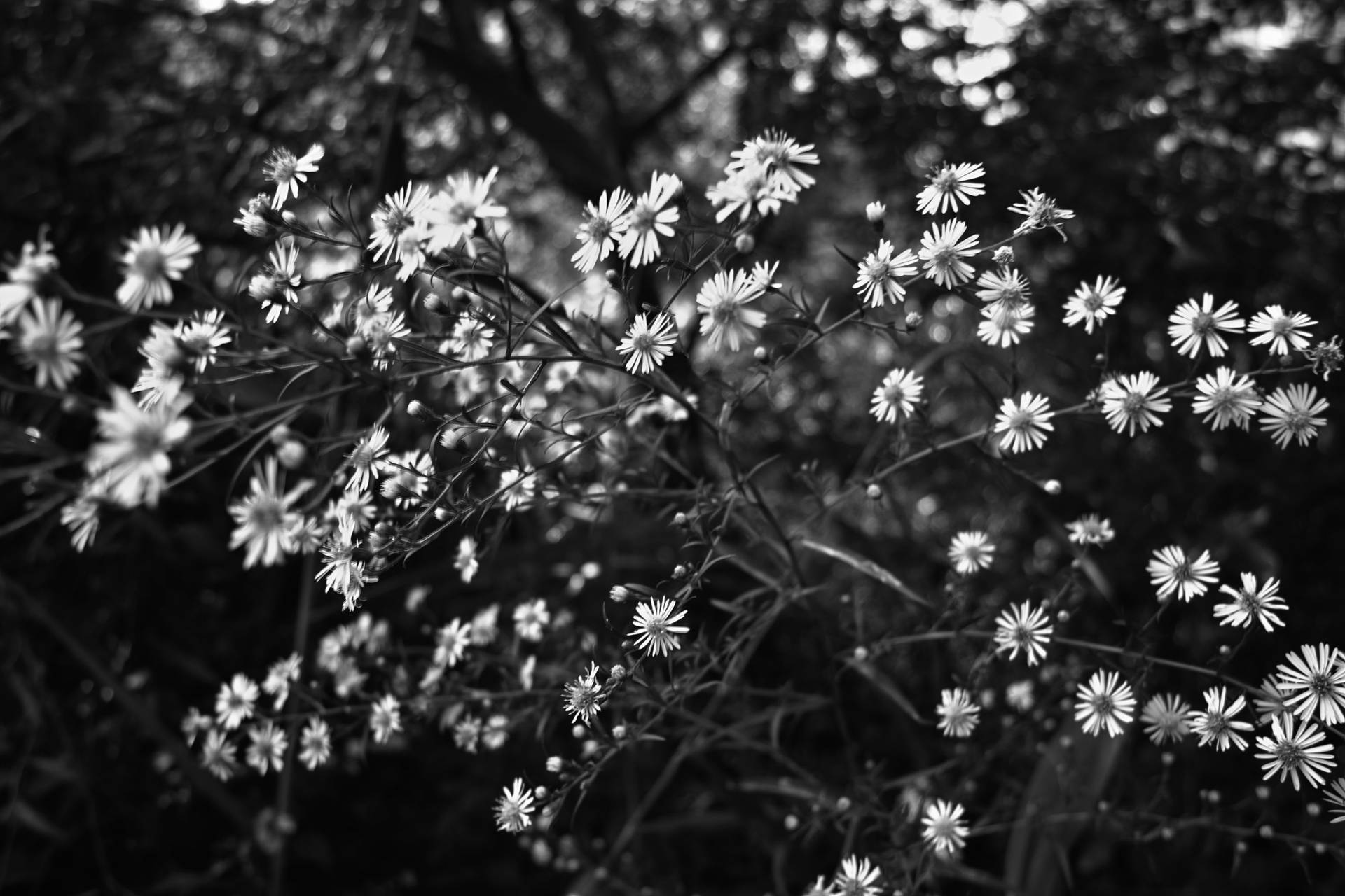 White Flower Wildlflowers