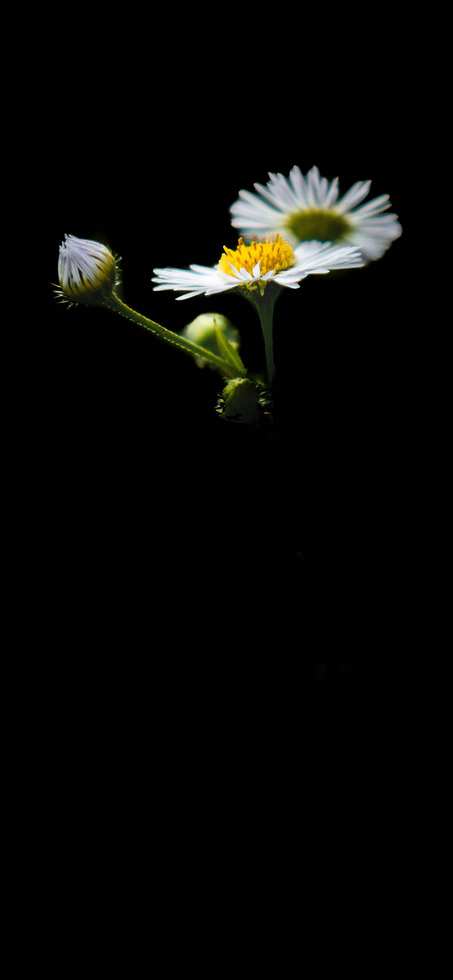 White Flower With Bud Iphone Portrait Background