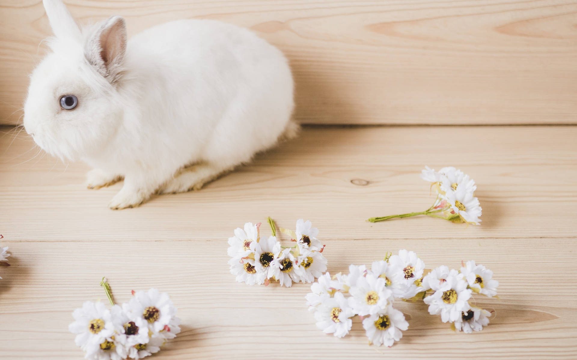 White Flowers And Cute Bunny Background