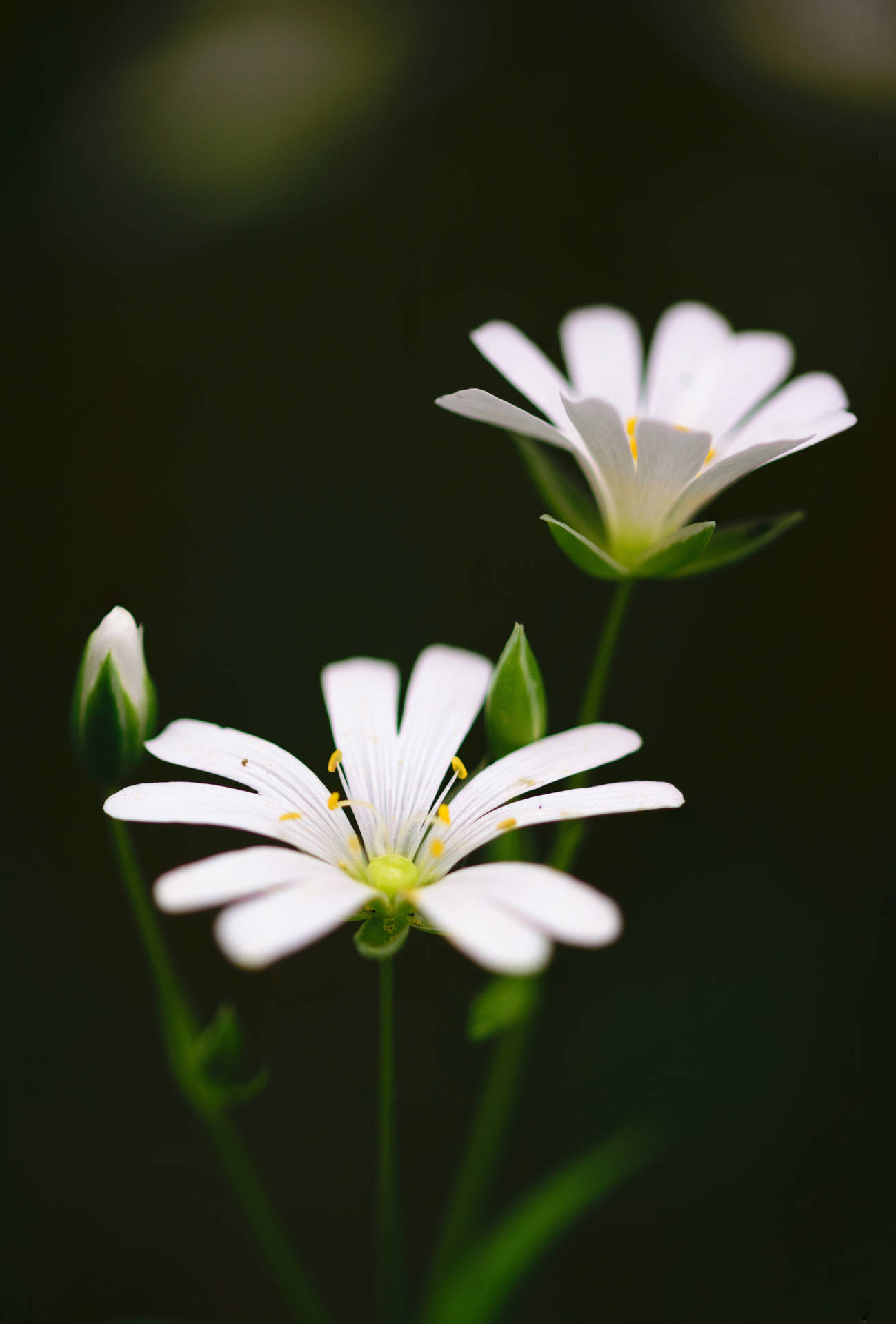 White Flowers Background Background