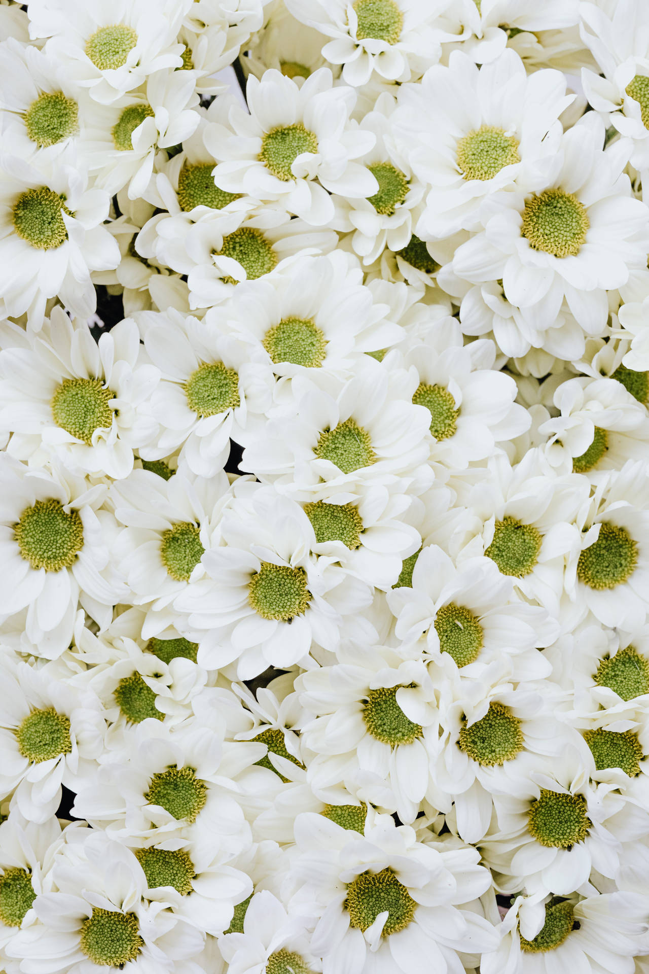 White Flowers Chrysanthemums Background