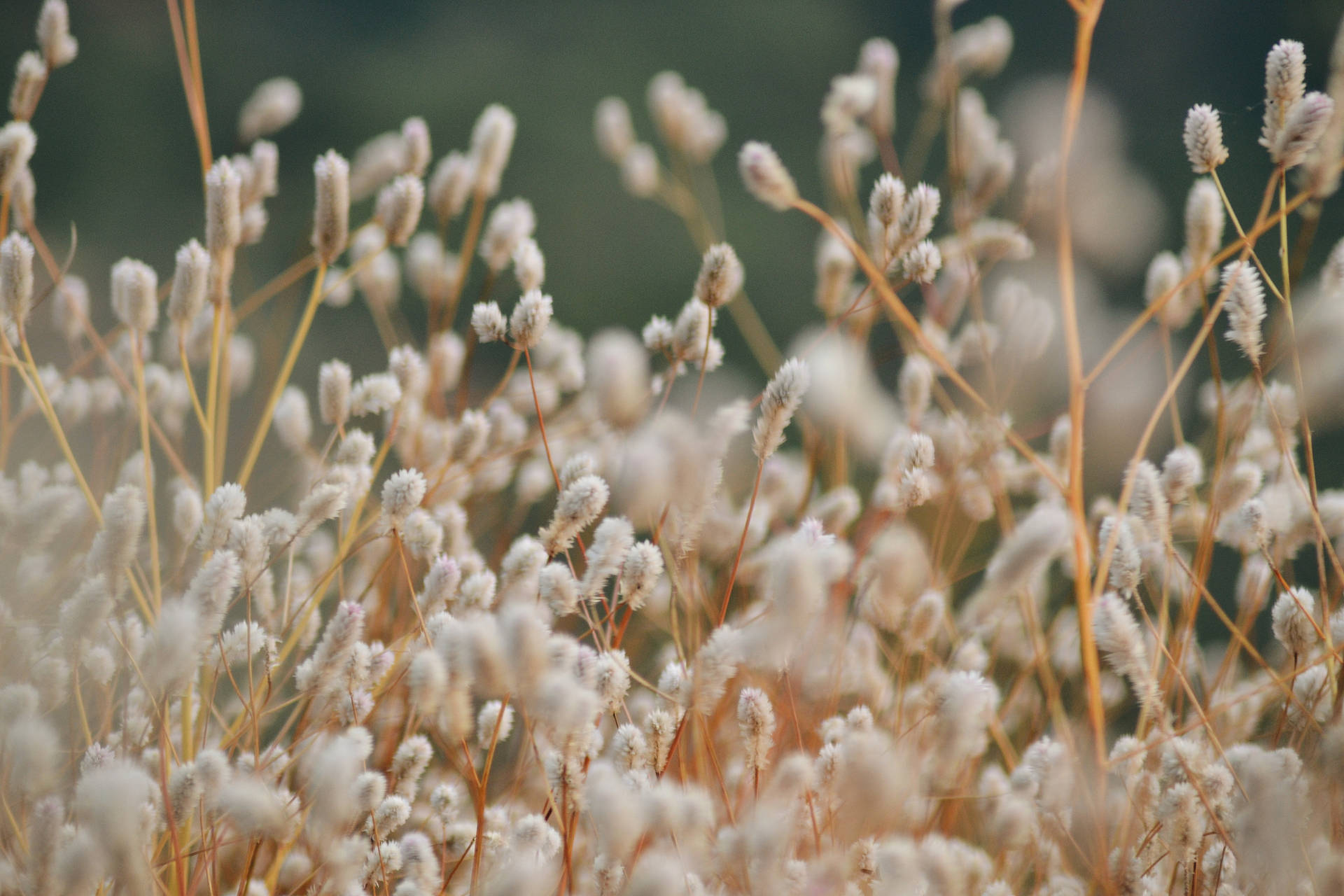 White Flowers Clustered Background