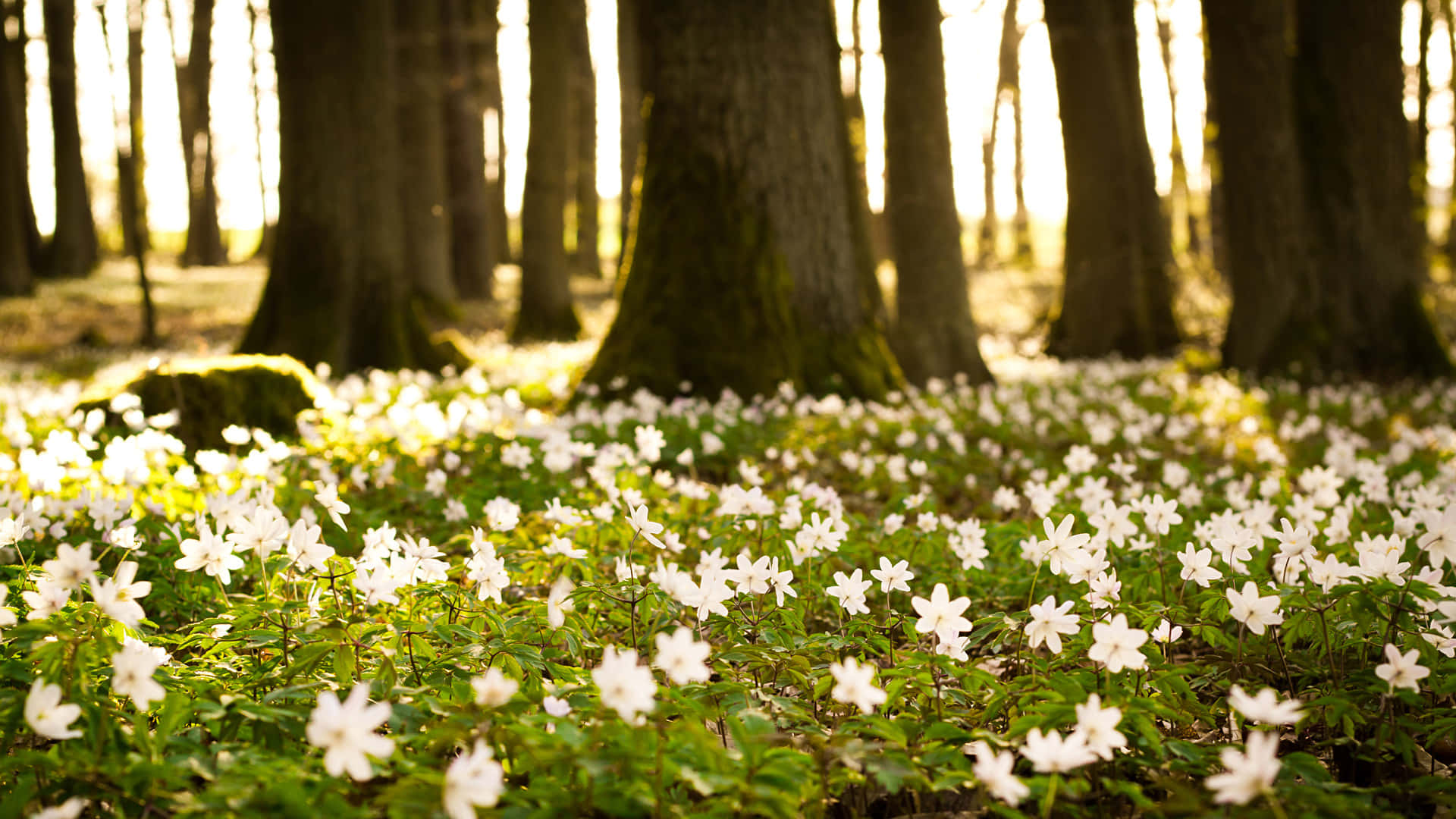 White Flowers Cute Spring Desktop Background