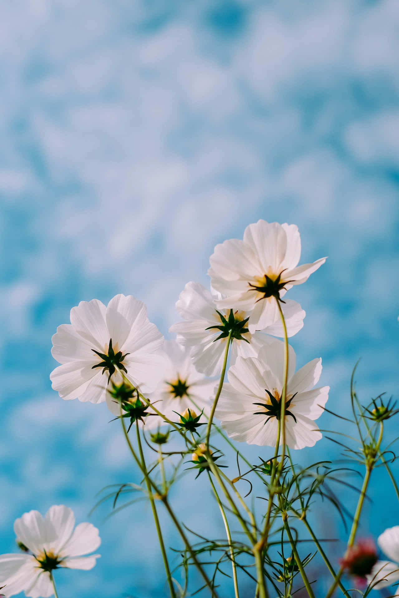 White Flowers In A Vase