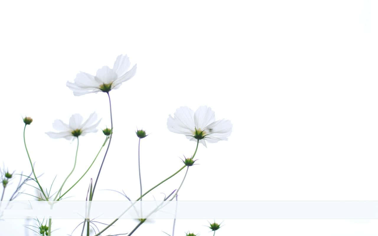 White Flowers In A Vase Background