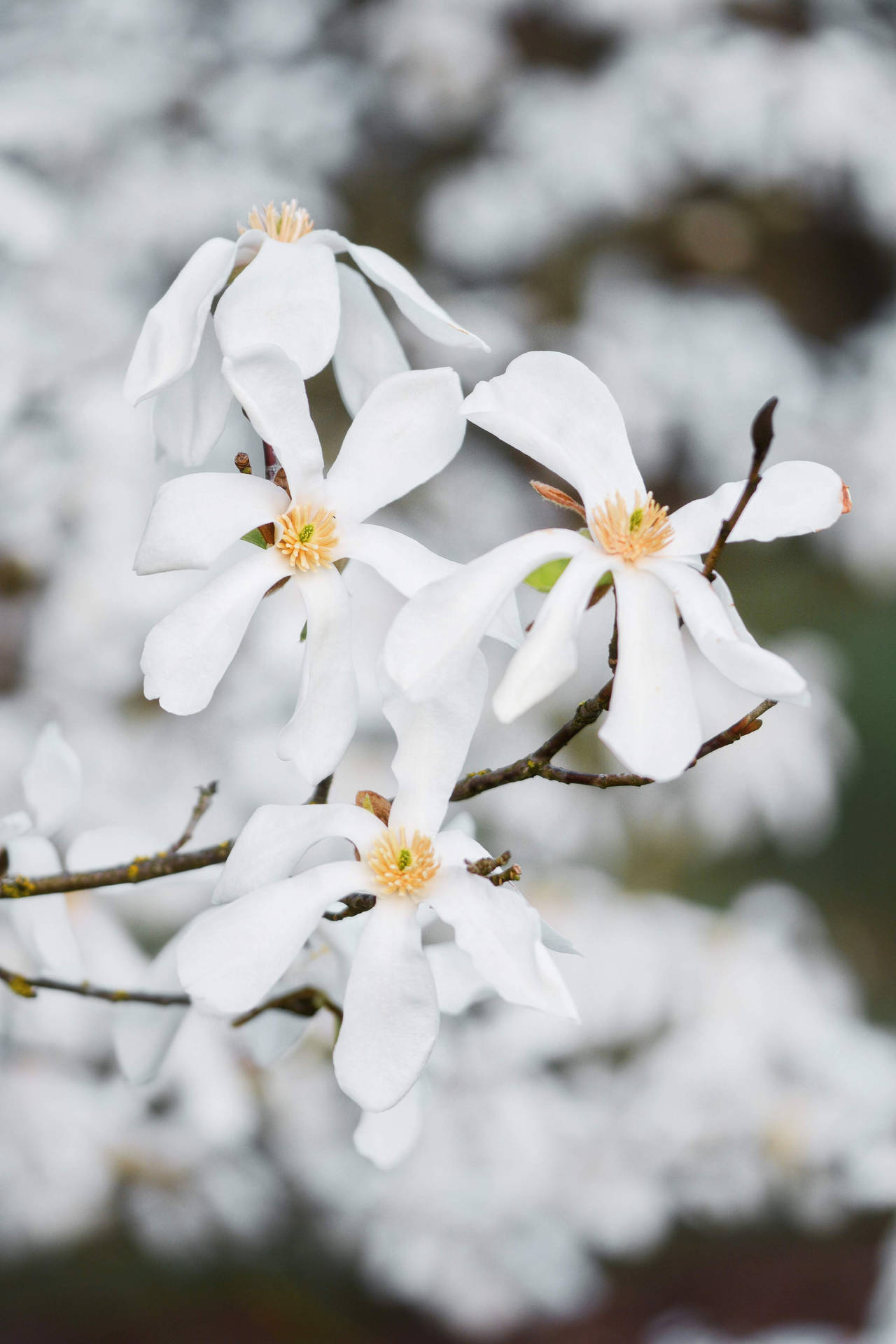 White Flowers In April Background