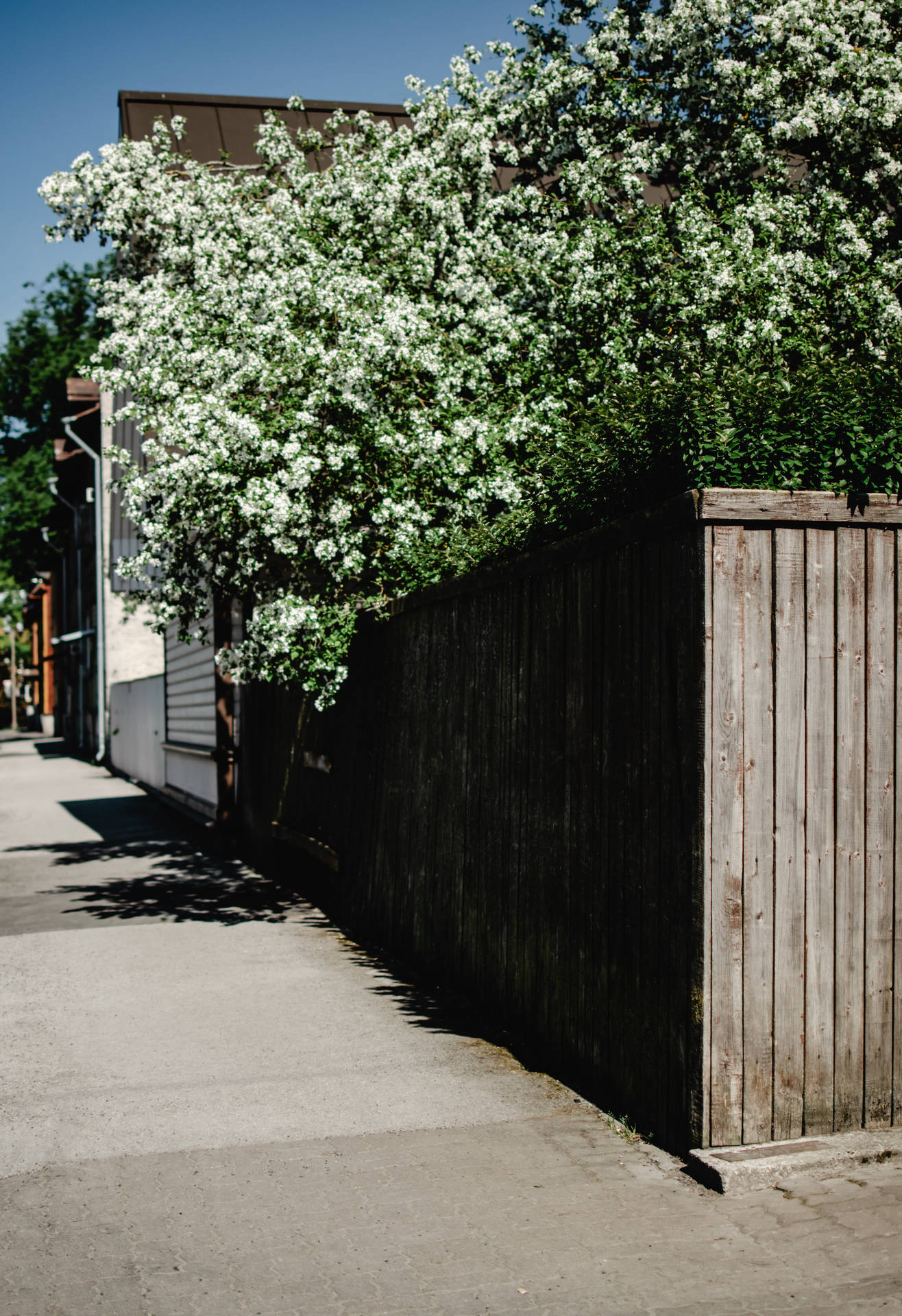 White Flowers In Backyard Background