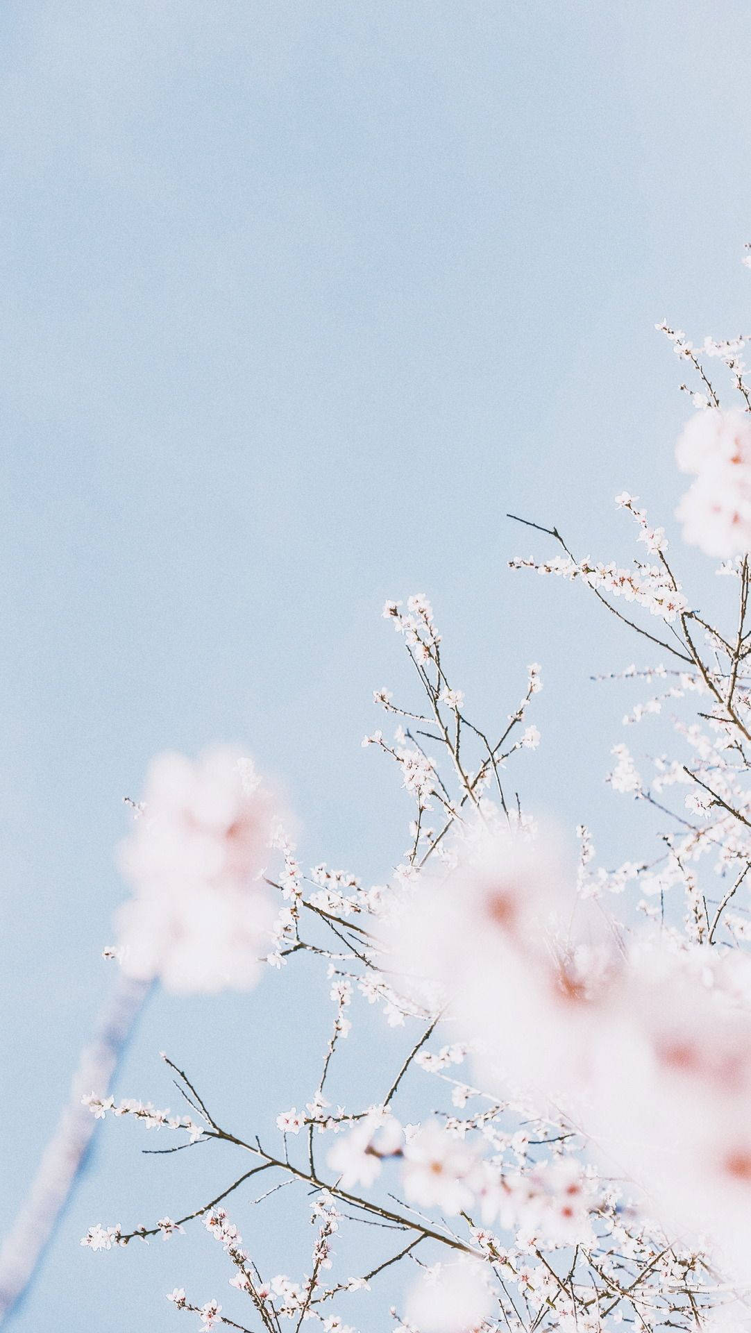 White Flowers In Cute Pastel Aesthetic Sky Background