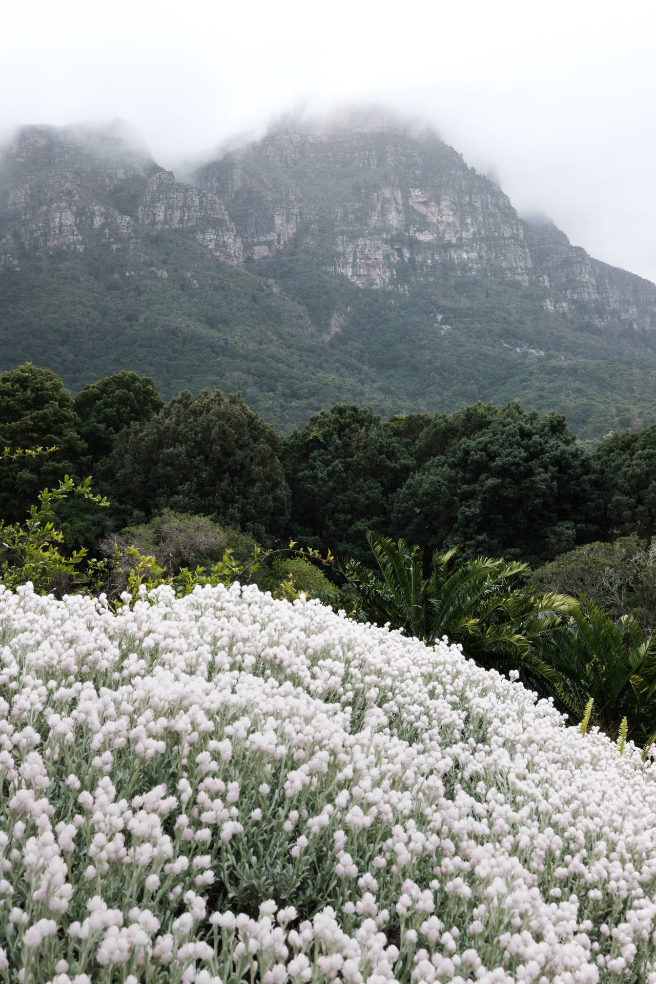 White Flowers Mountains