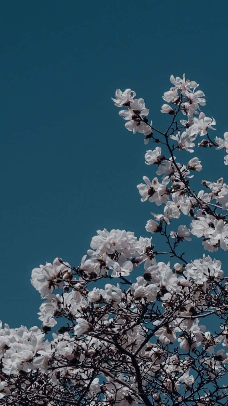 White Flowers On A Tree Against A Blue Sky Background