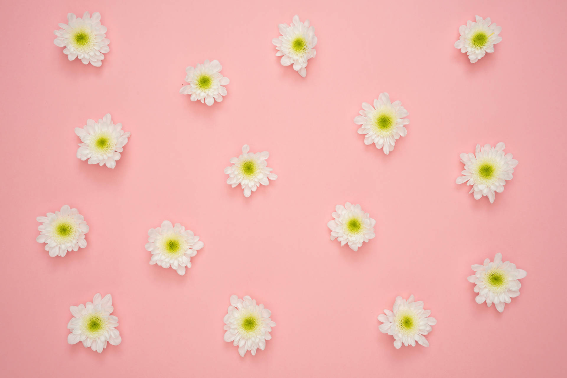 White Flowers On Pink Background Background
