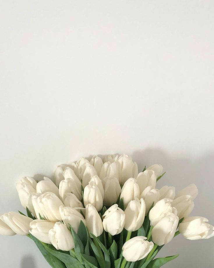 White Flowers Tulips