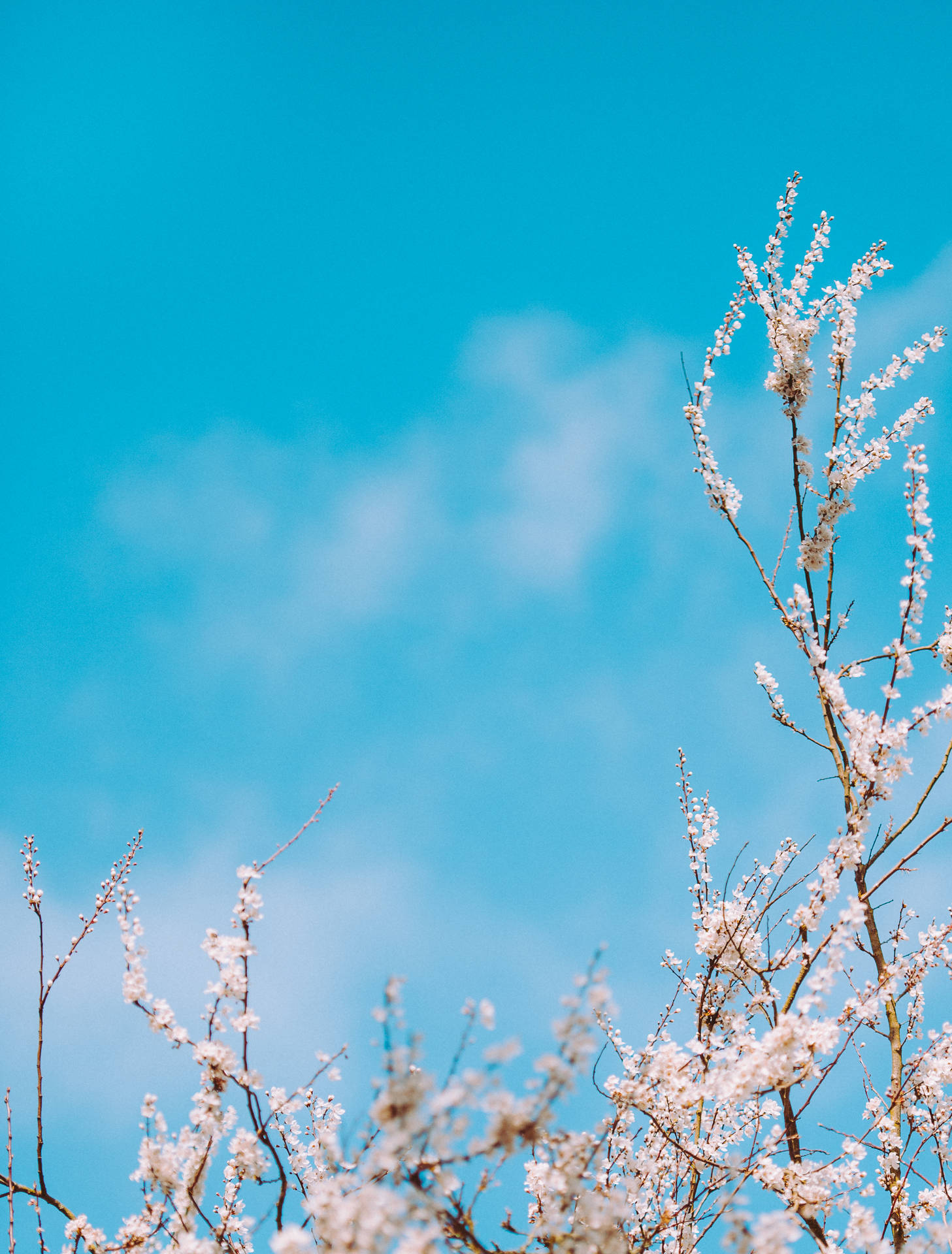 White Flowers Under Blue Sky Background