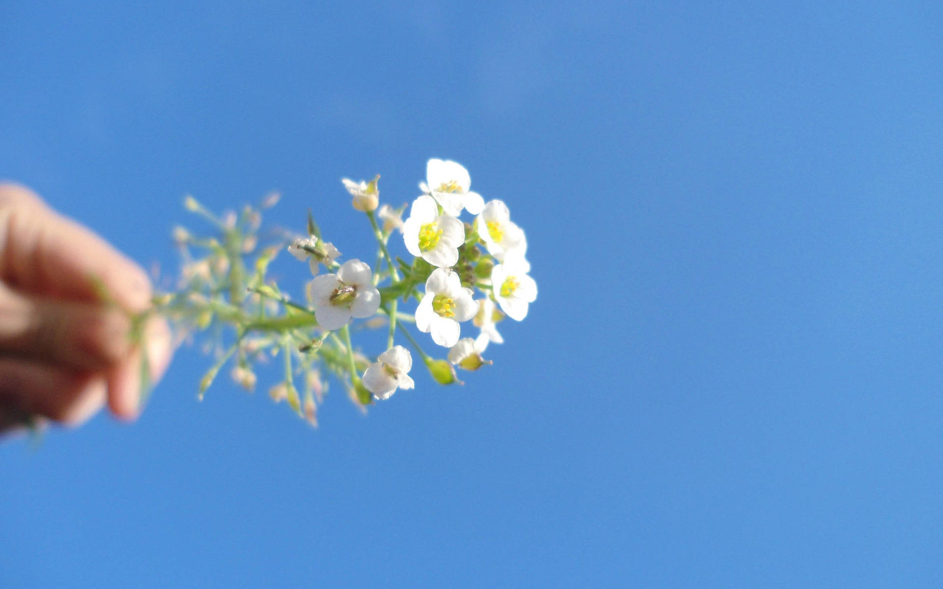 White Flowers With Beautiful Blue Sky