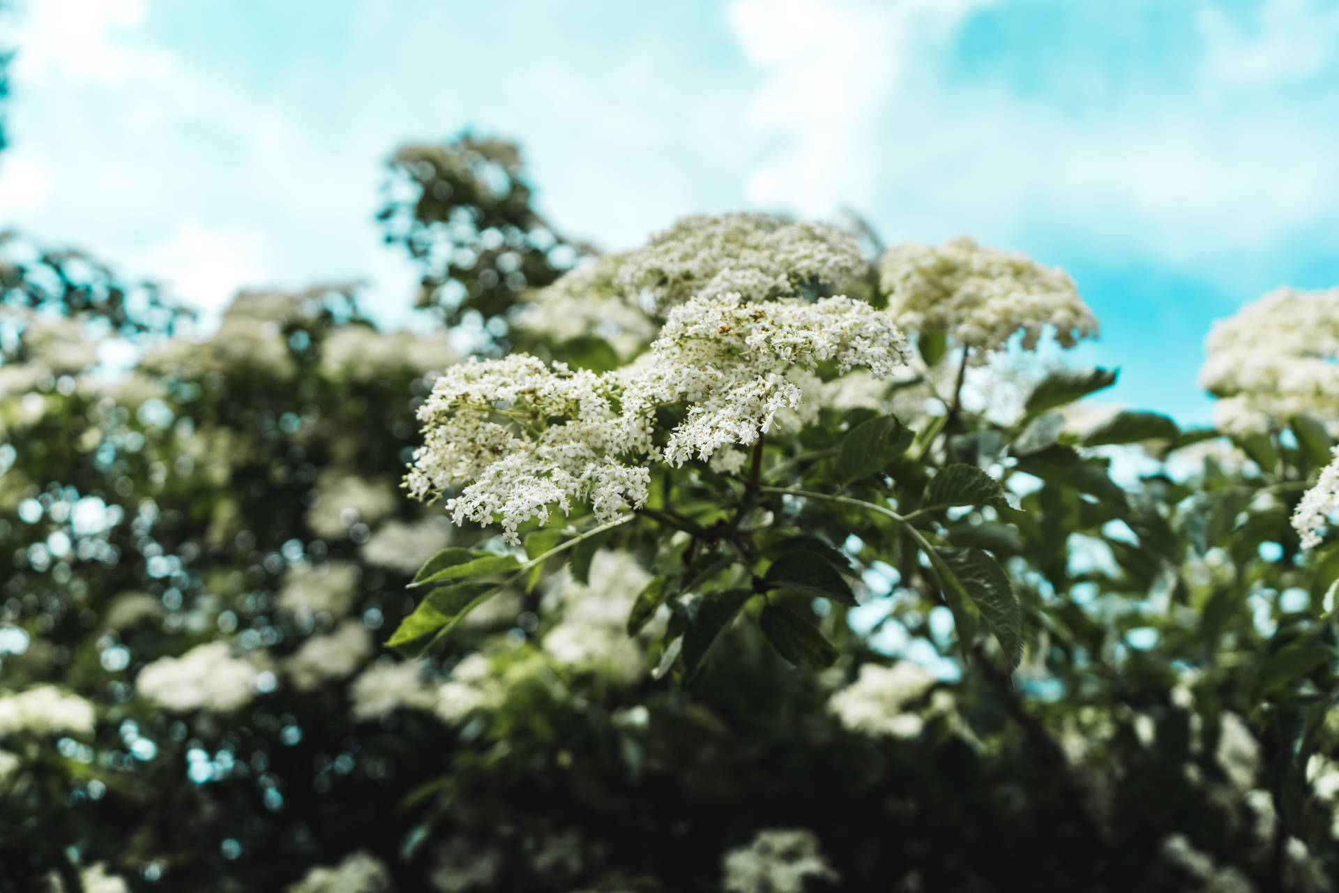 White Flowers With Soft Focus Background