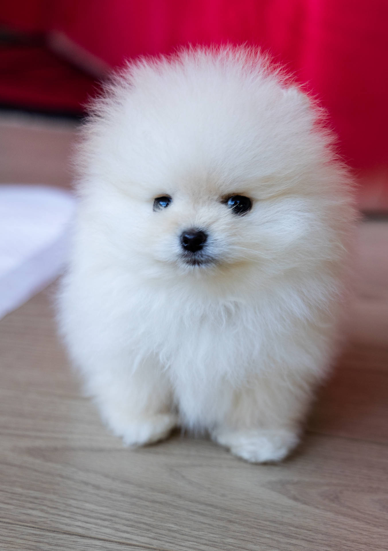 White Fluffy Round Pomeranian Puppy Background
