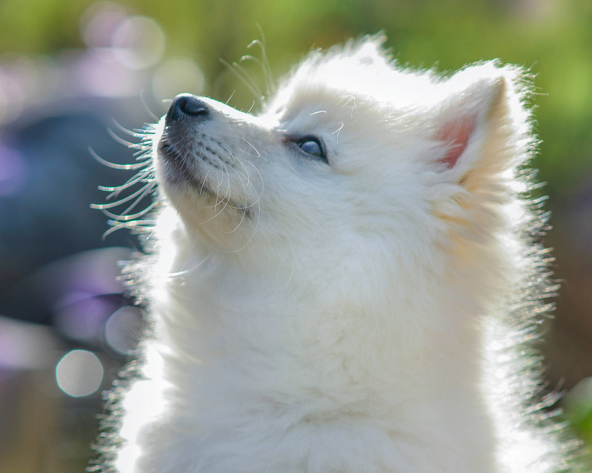 White Fox Face Pomeranian Background