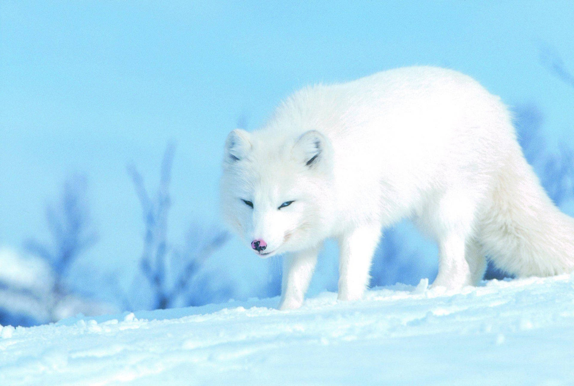 White Fox In Cyan Nature Background