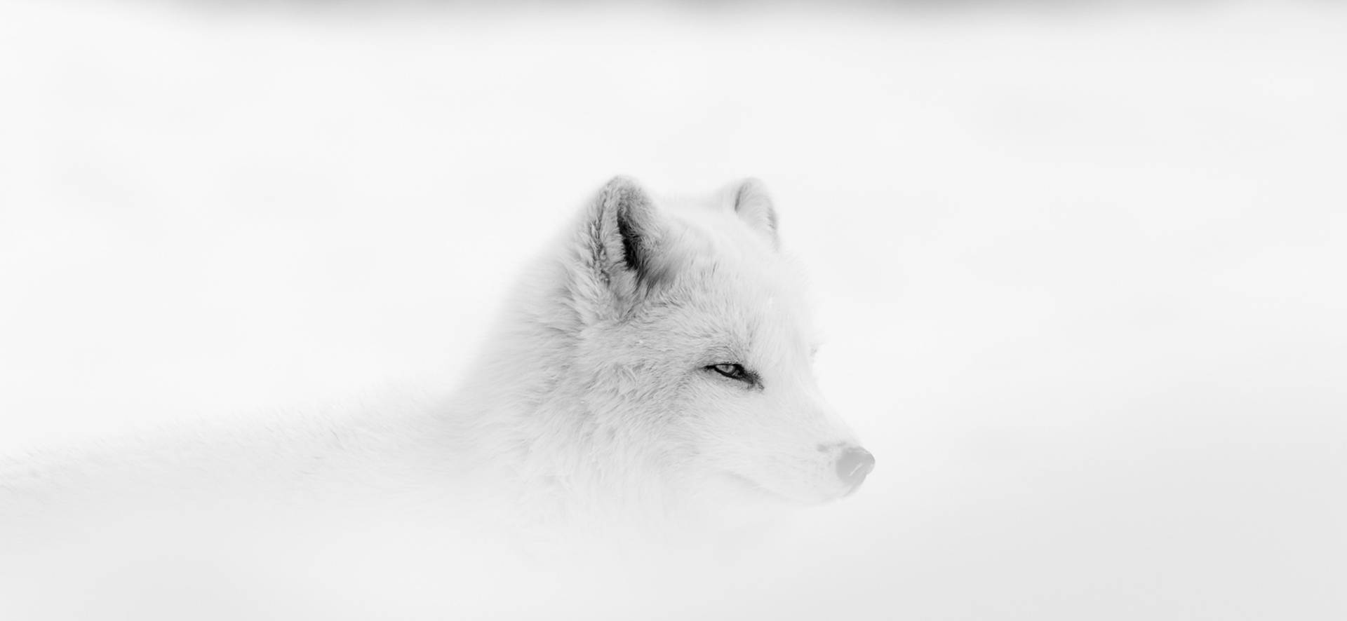 White Fox In Mist Background