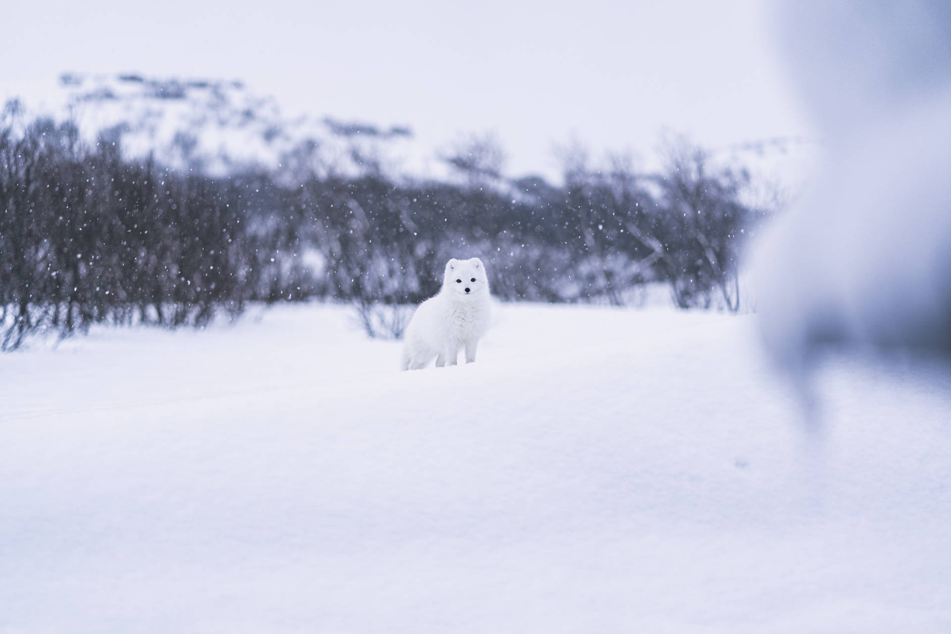 White Fox In Snow Background