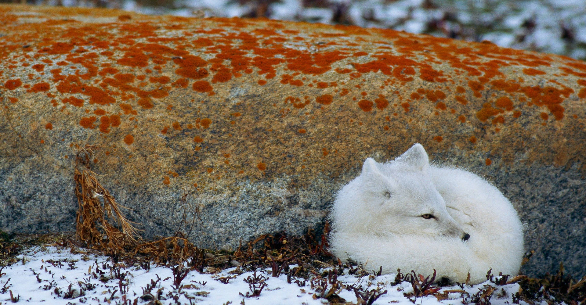 White Fox In Snowy Taiga Background