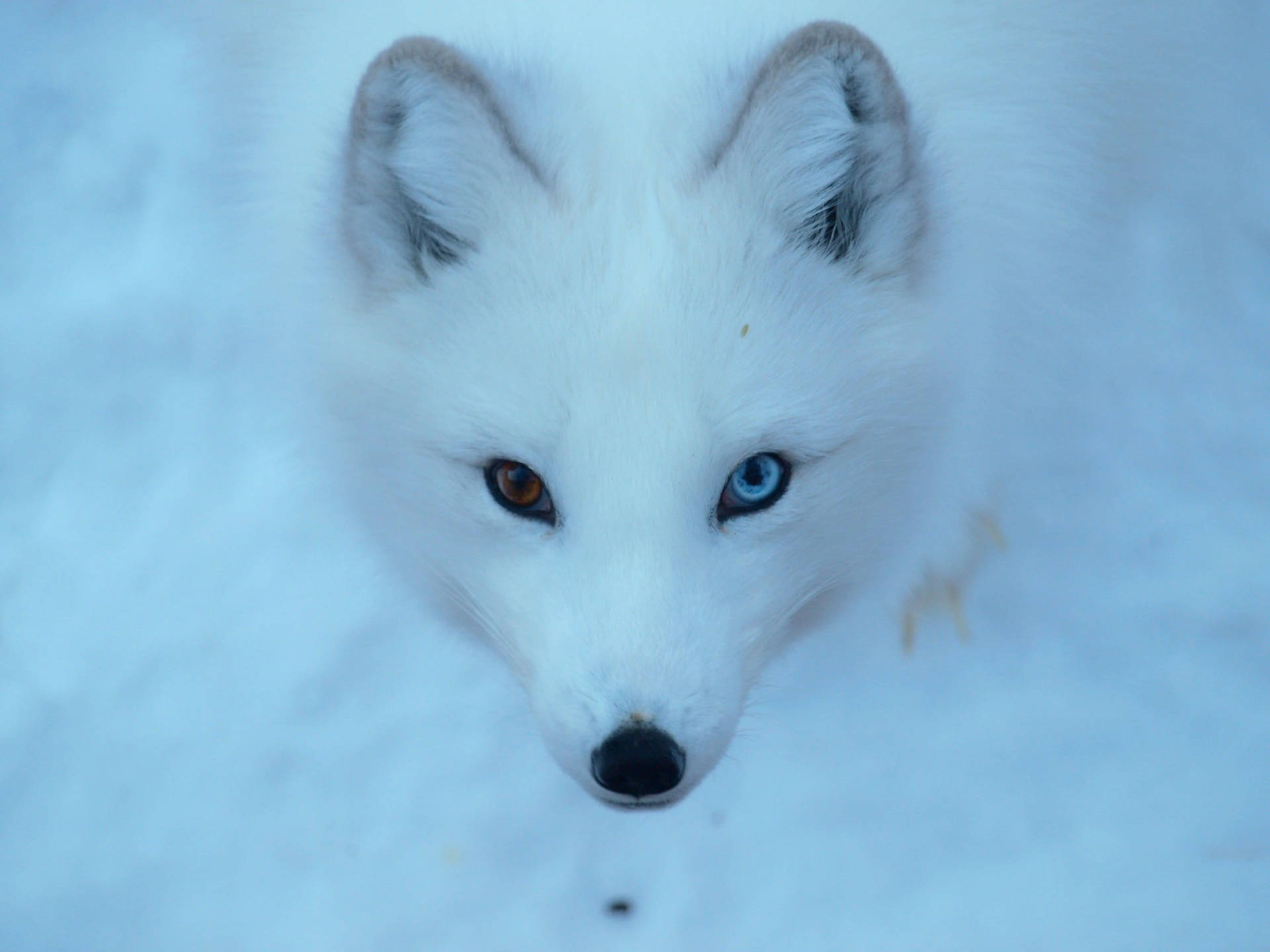 White Fox With Heterochromia Background