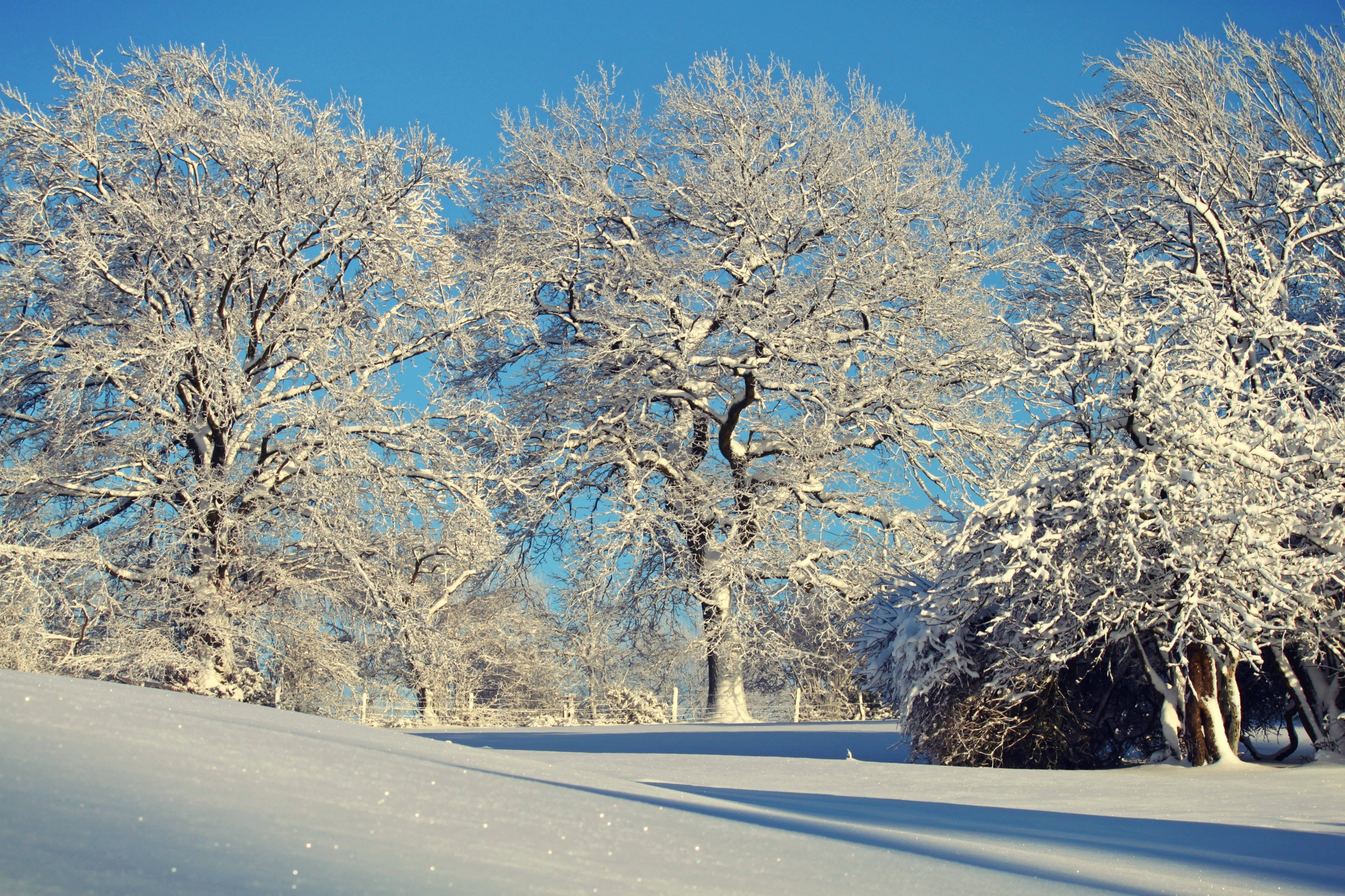 White Frozen Trees Winter Scenery Background