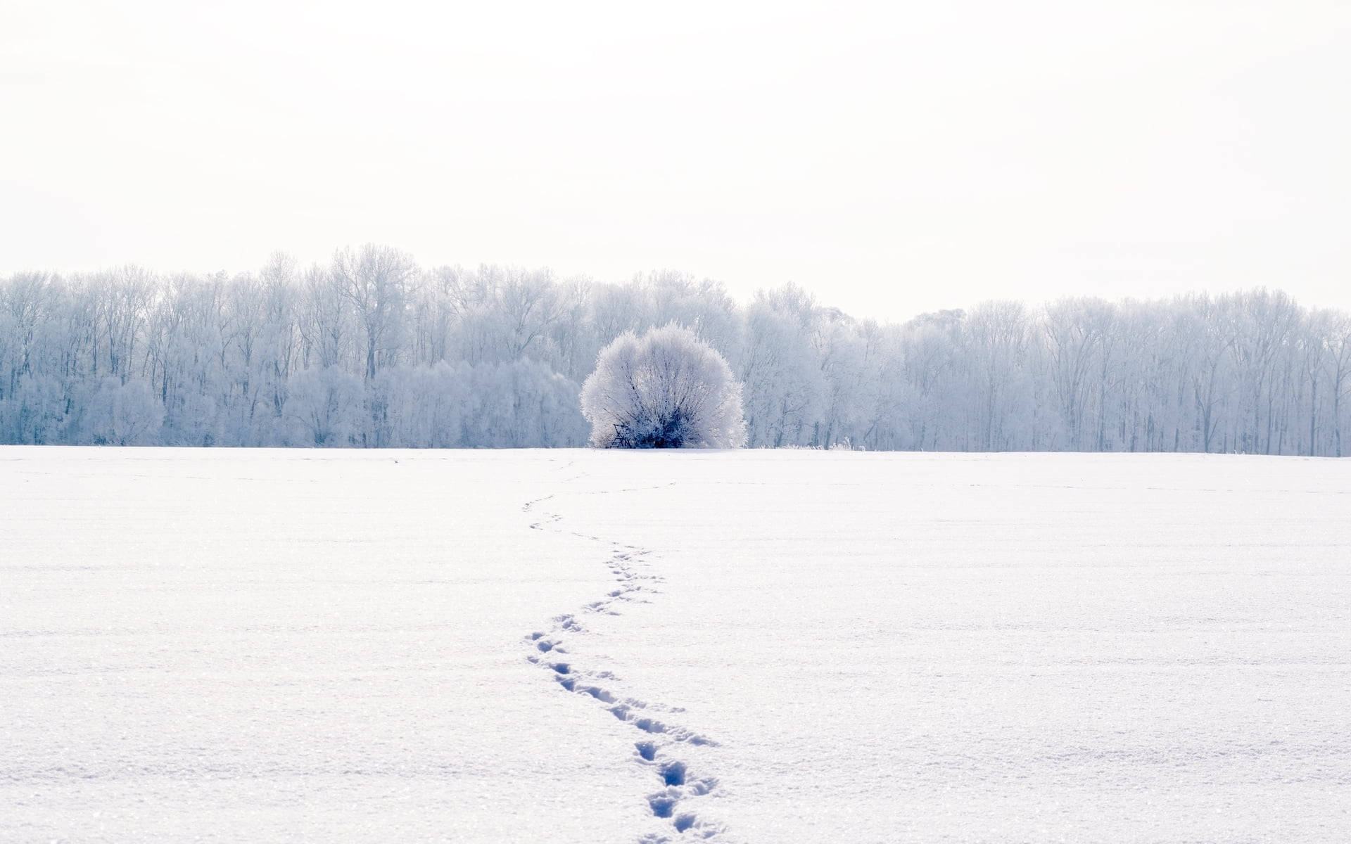 White Full Screen Footsteps On Snow Background