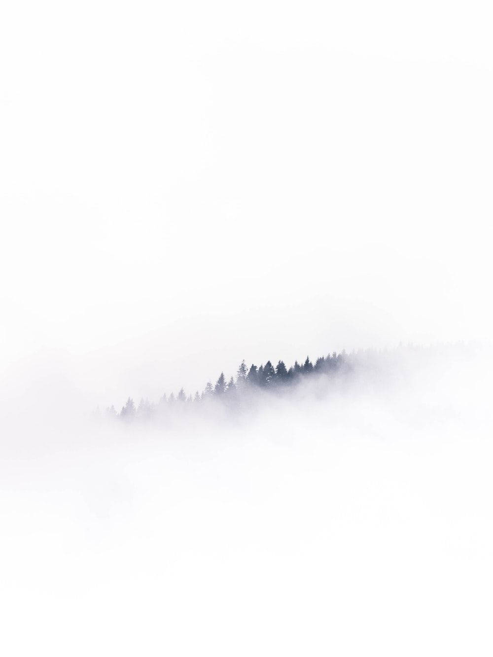 White Full Screen Forest In Mist Background