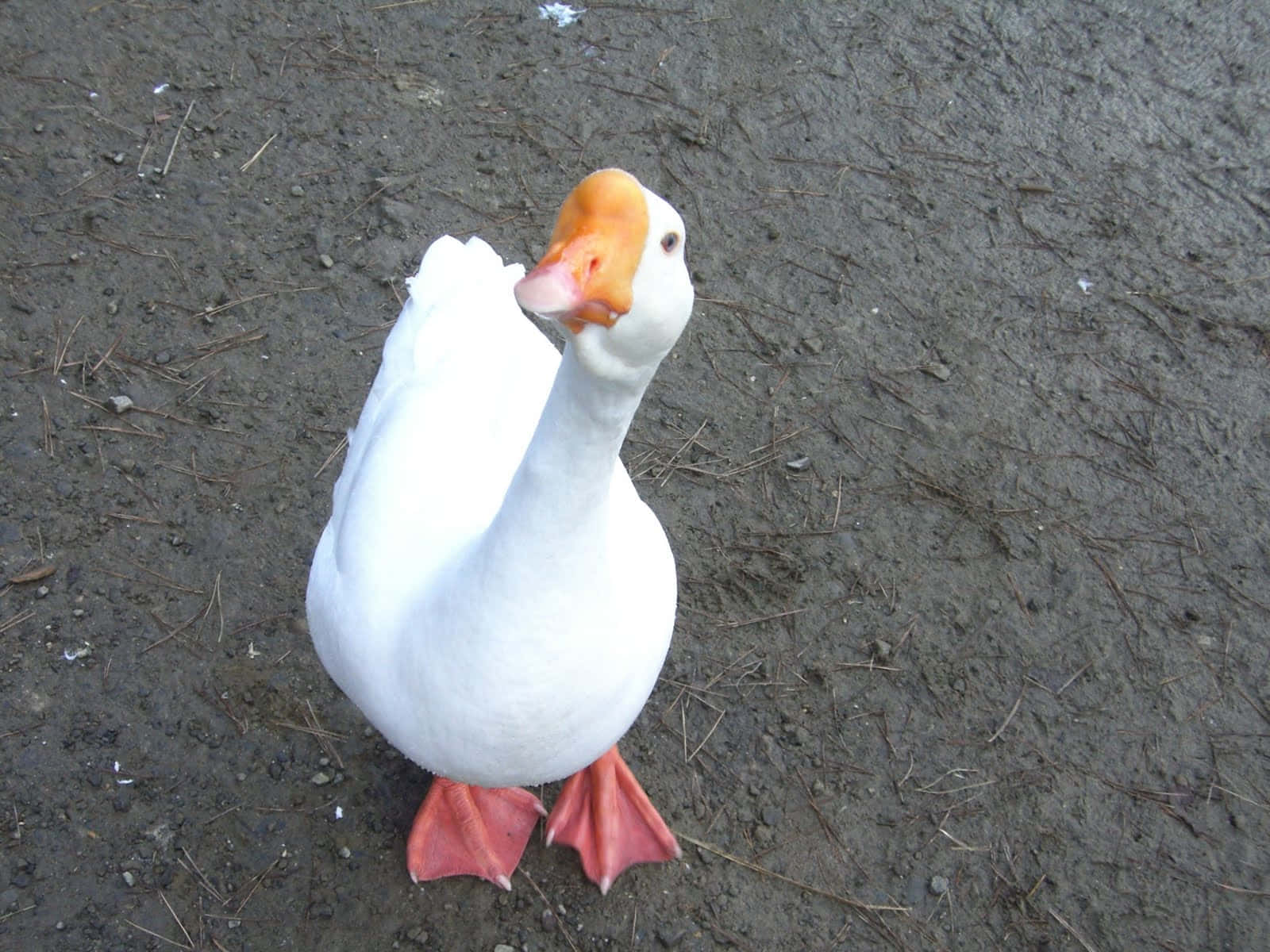 White Funny Goose Staring At Camera Background